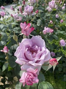 60代から始まる季節の彩り