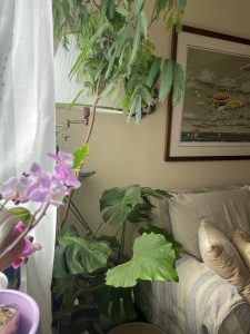 植物をセンス良く飾るには？