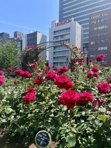 ５月は満開のバラ園へ