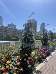 ５月は満開のバラ園へ
