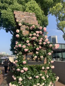 今日の中之島バラ園も満開