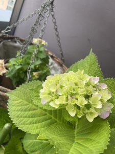 60代の日々の癒しと花色