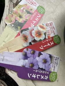 60代の日々の癒しと花色