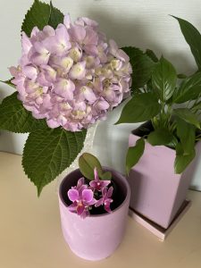 紫陽花の色が美しい季節