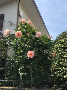 母の日に思い出す実家の庭