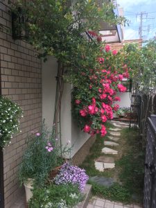 母を想う実家の庭は癒しの色