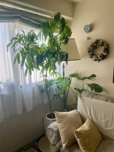 心を癒す観葉植物