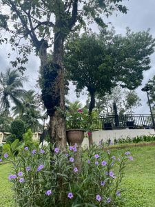 Horizon Karon Beach Resort&Spa