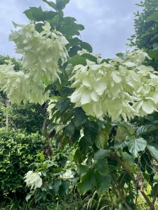 Horizon Karon Beach Resort&Spa