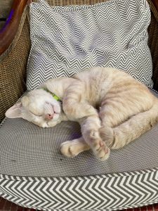 旧市街地オールドタウン