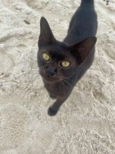 プーケット　カイ島